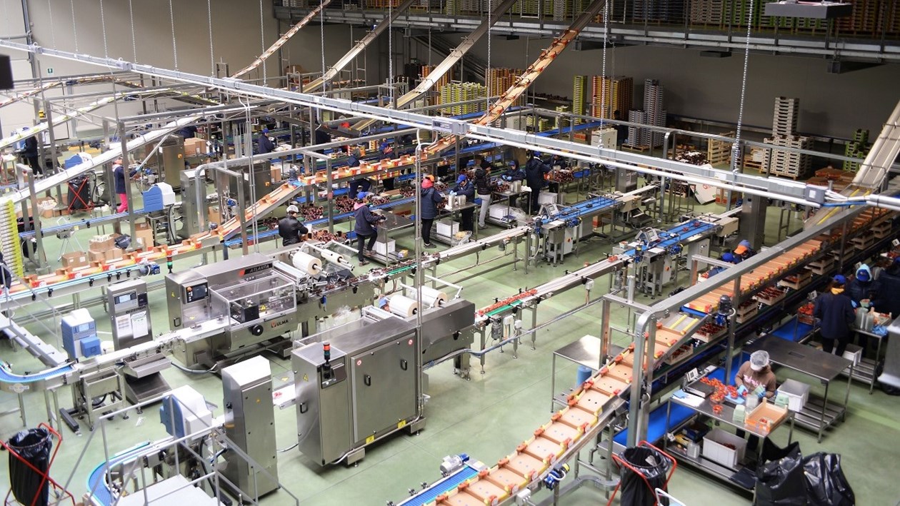 Case Study Industria Alimentare - Recodi